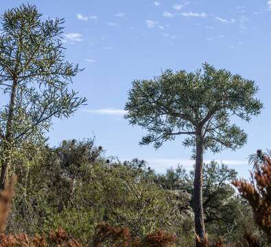 Image of Nuytsia floribunda (Labill.) R. Br.