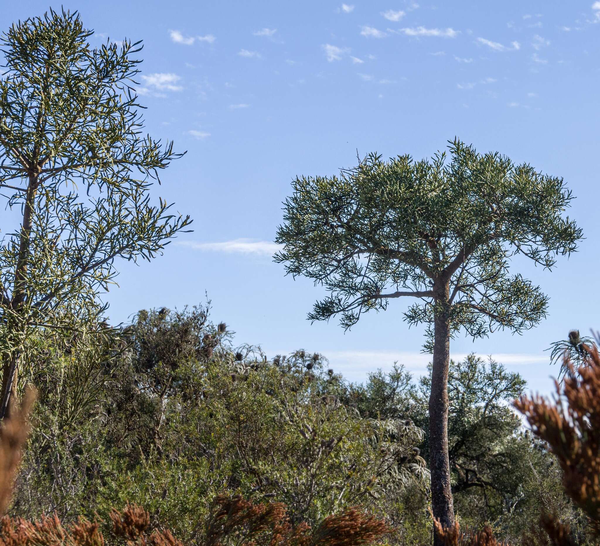 Image of Nuytsia floribunda (Labill.) R. Br.