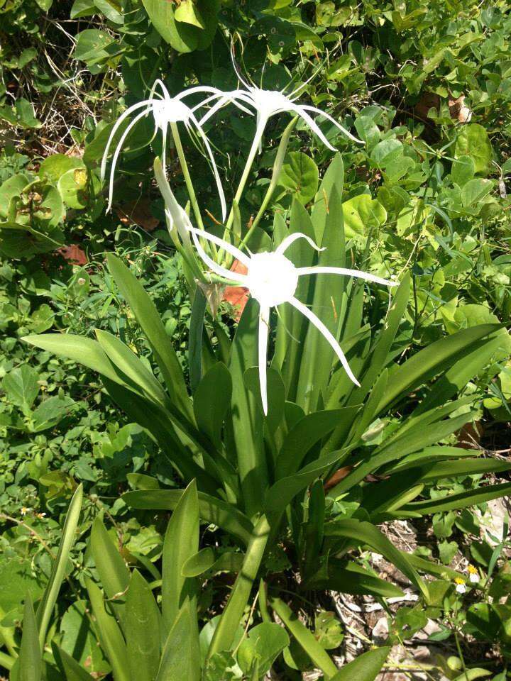 Image of perfumed spiderlily