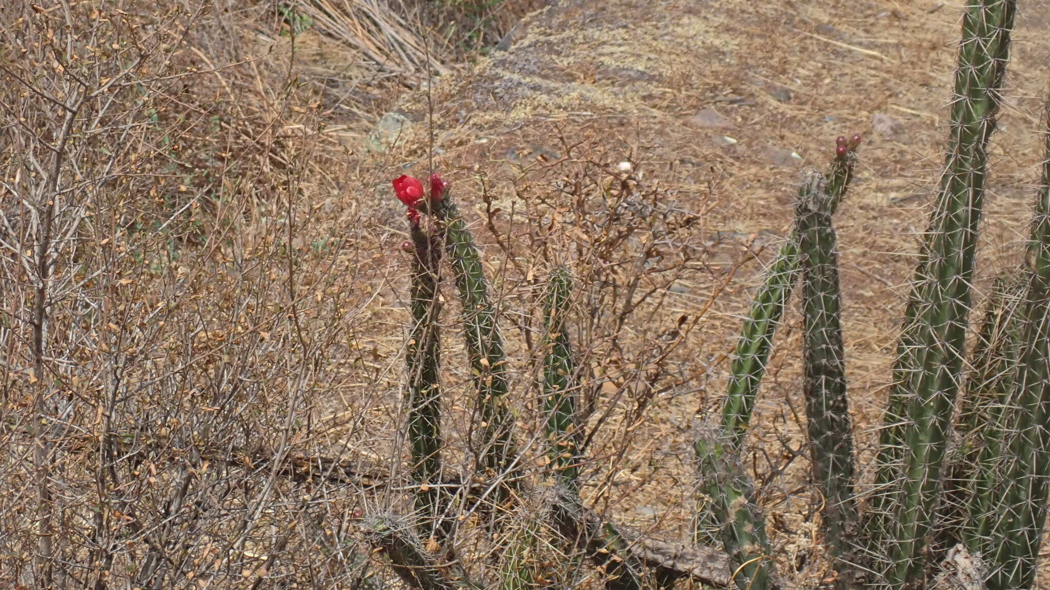 Corryocactus erectus (Backeb.) F. Ritter resmi