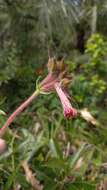 Image of Sinningia douglasii (Lindl.) Chautems