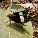 Image of Notocrypta feisthamelii alysos Moore 1865