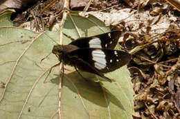 Image de Notocrypta feisthamelii alysos Moore 1865