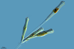 Image of <i>Gomphonema acuminatum</i>
