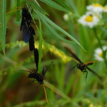 صورة Thyreodon atricolor (Olivier 1811)