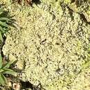 Image of thrombium lichen