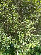 Pittosporum umbellatum Banks & Sol. ex Gaertn. resmi