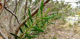 Acacia dodonaeifolia (Pers.) Balb. resmi