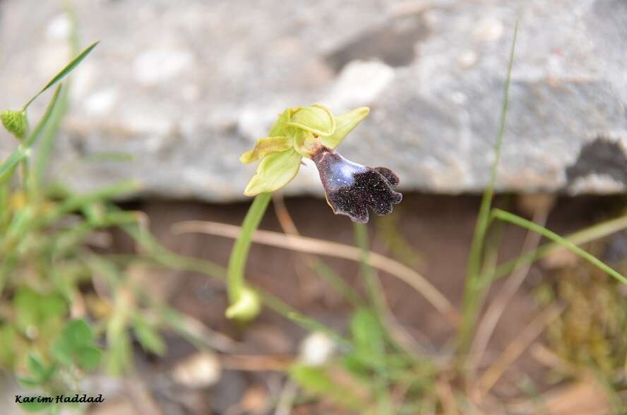 Image of Ophrys atlantica Munby