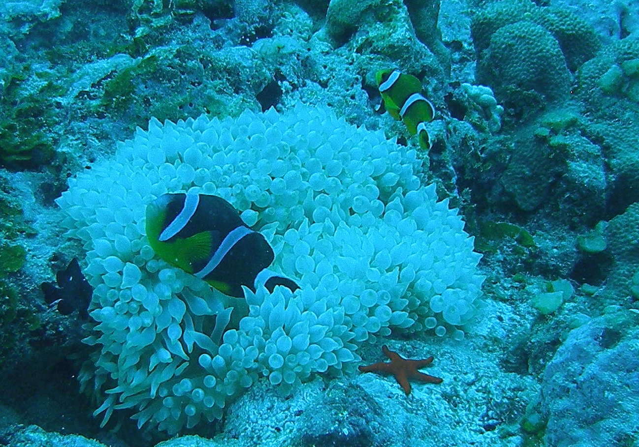 Amphiprion chrysogaster Cuvier 1830 resmi