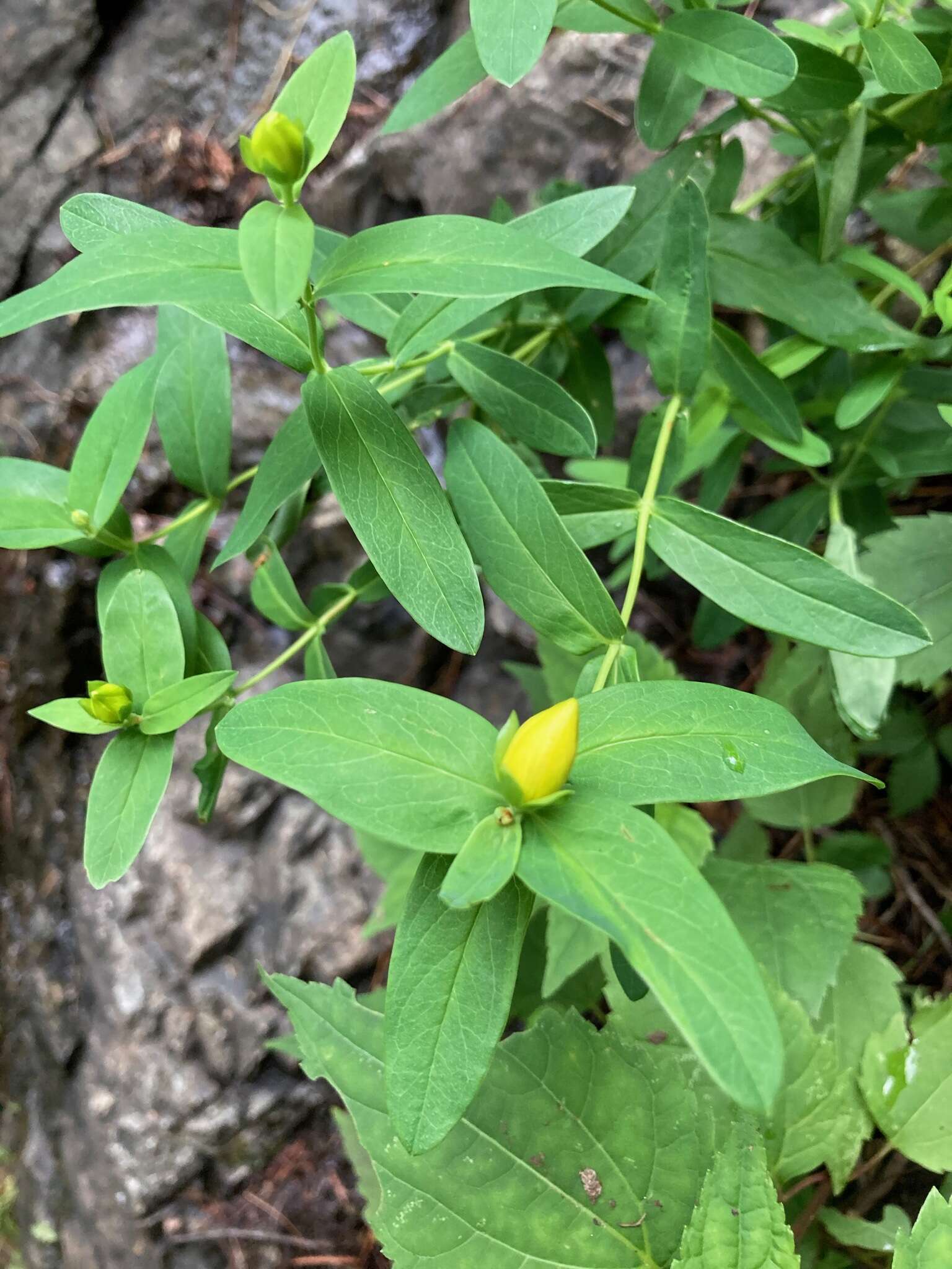 Image of Hypericum ascyron subsp. pyramidatum (Dryand. ex Ait.) N. Robson