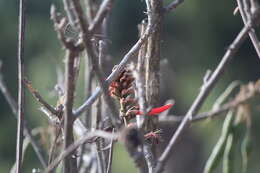 Image of American coral tree