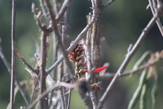 Слика од Erythrina americana Mill.