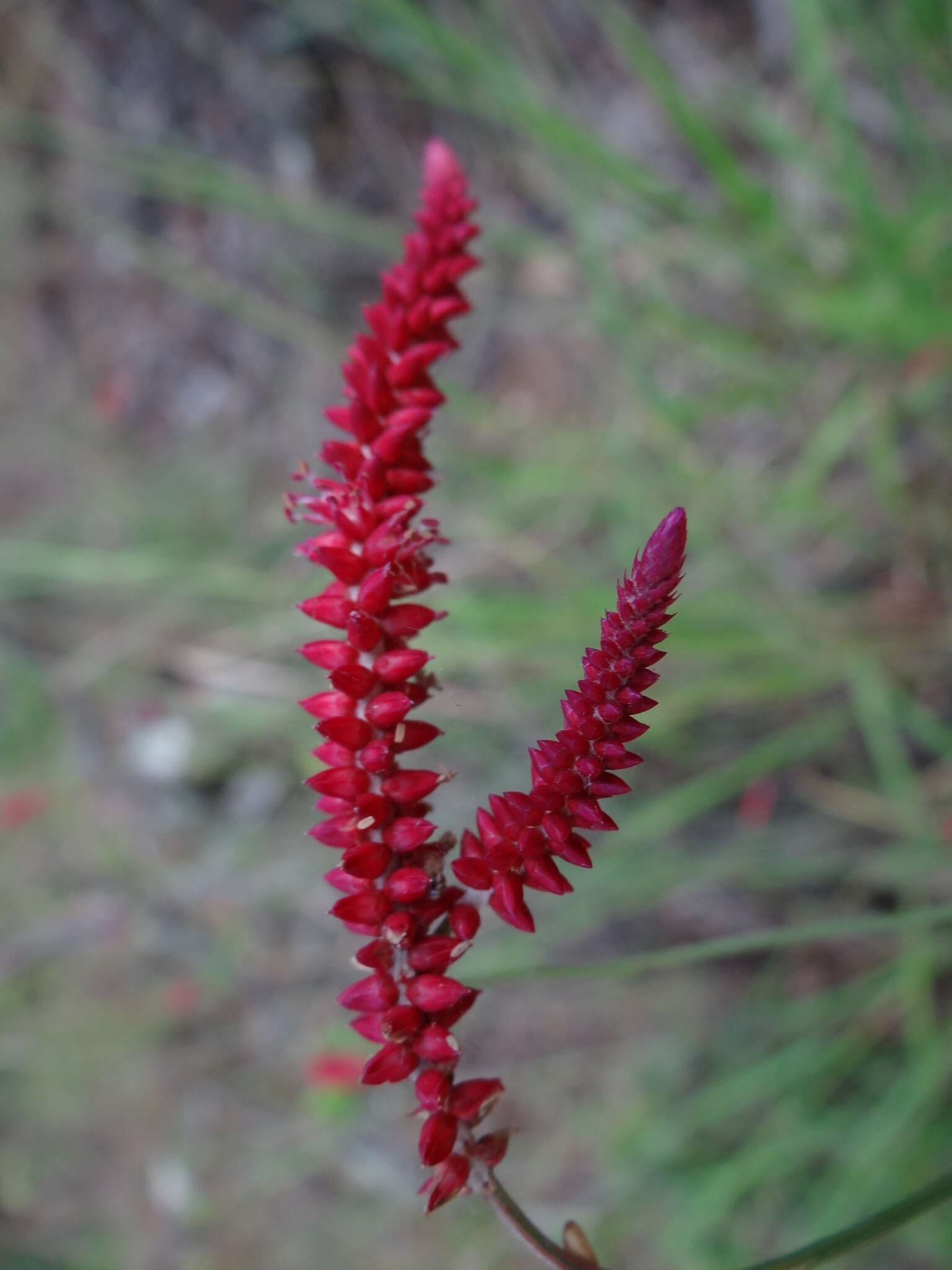 Image of Centemopsis