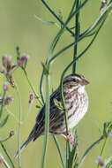 Image of Brazilian vervain