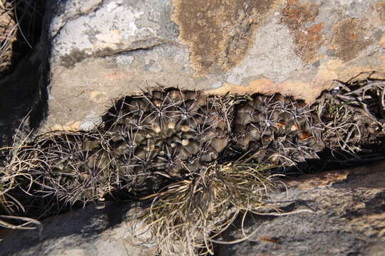 Image of Gymnocalycium gibbosum (Haw.) Pfeiff. ex Mittler