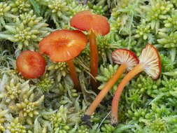 Image of Hygrocybe helobia (Arnolds) Bon 1976