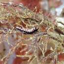 Image of Sea Fan Nudibranch