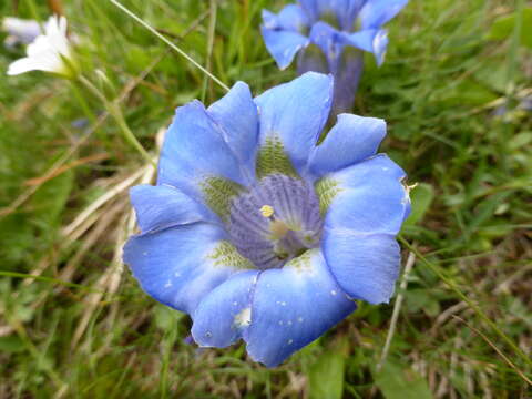 Imagem de Gentiana dinarica G. Beck