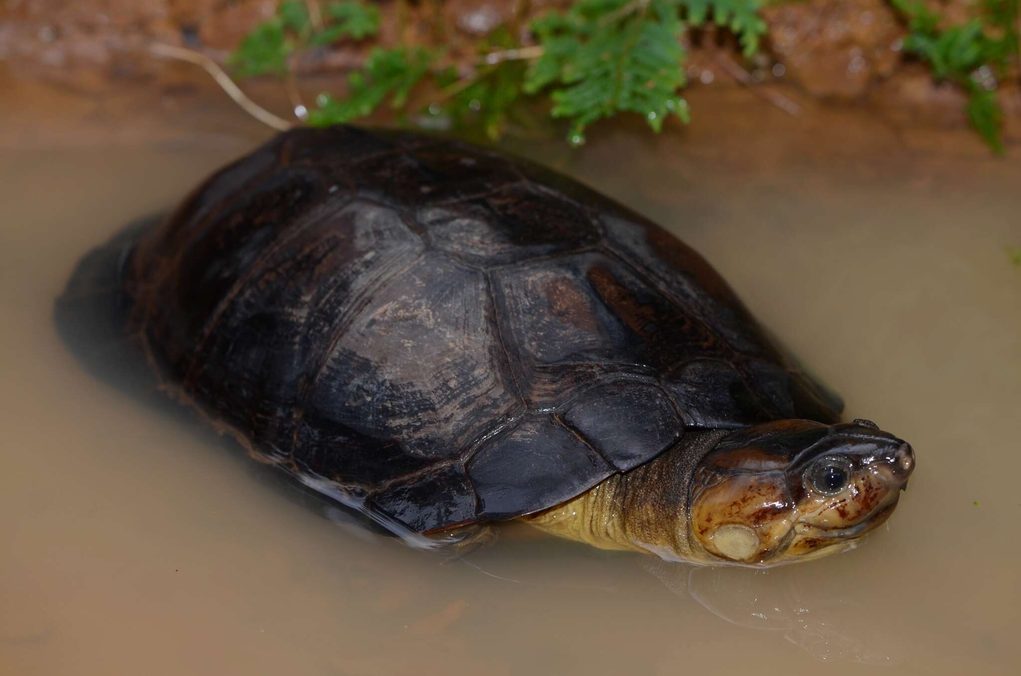 Image of African forest turtle