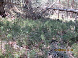 Image of Pinus sylvestris var. hamata Steven