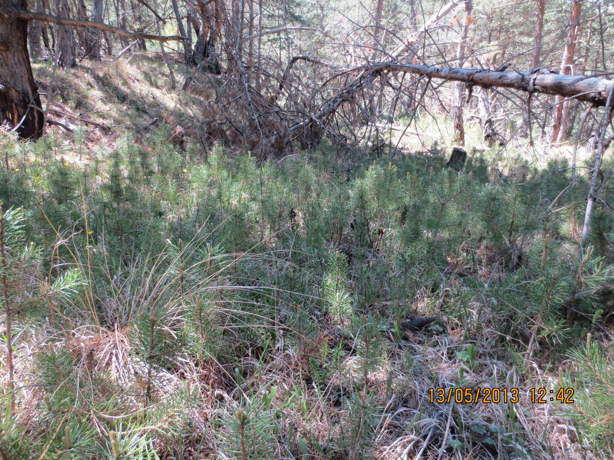 صورة Pinus sylvestris var. hamata Steven