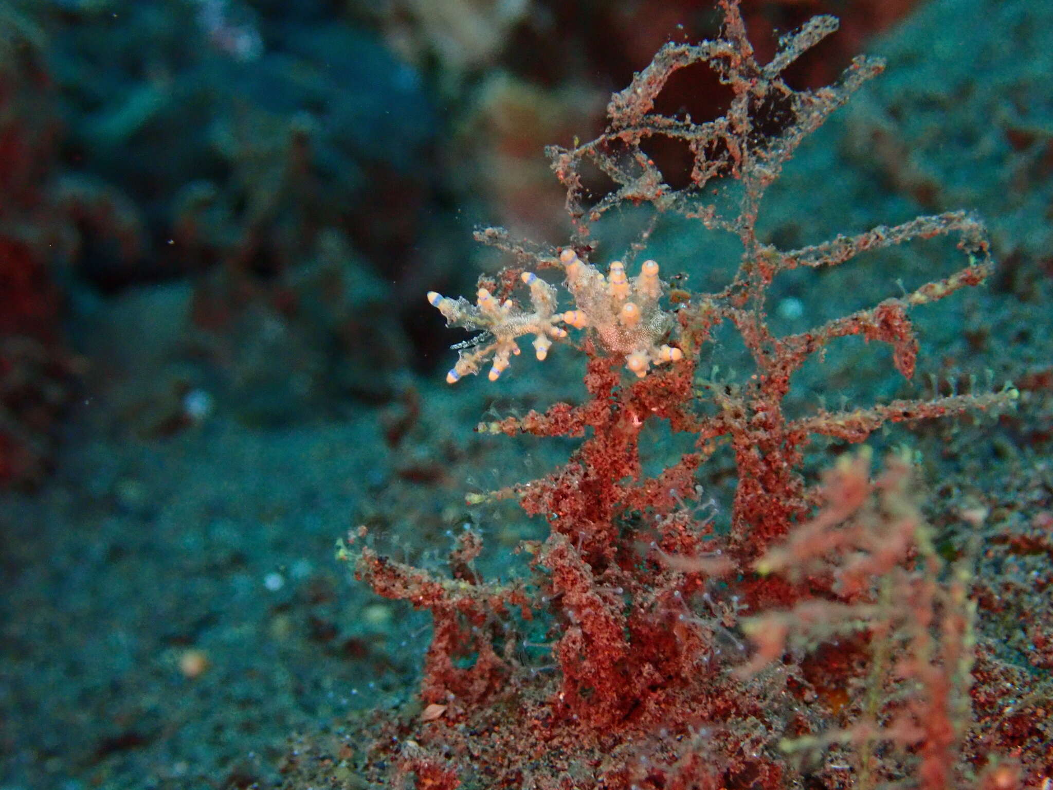 Image of Eubranchus mandapamensis (K. P. Rao 1968)