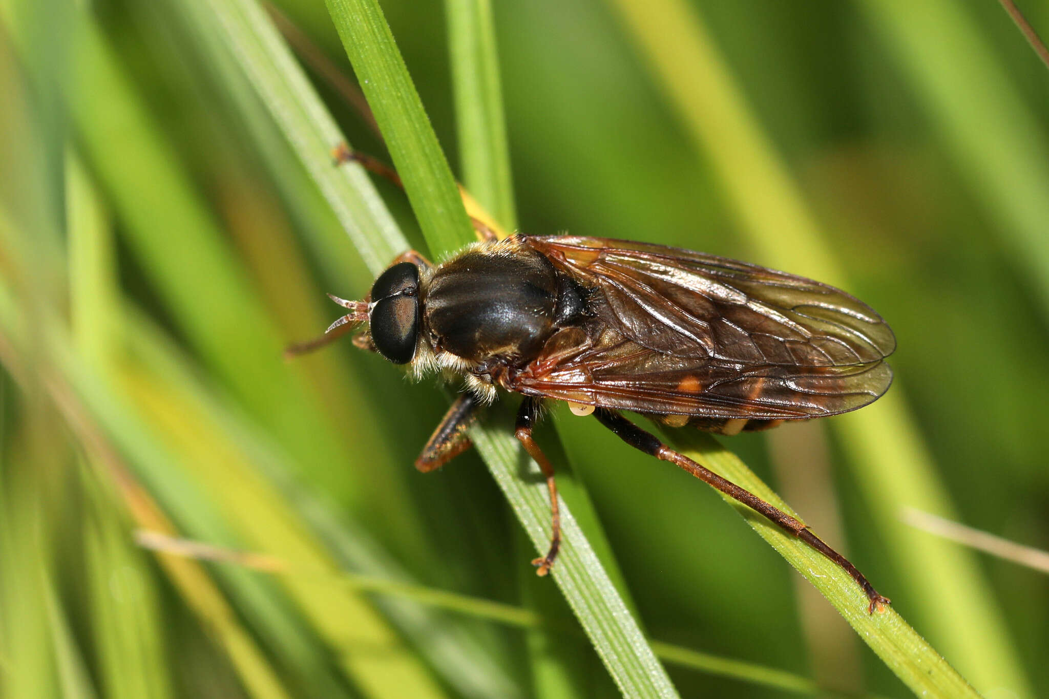 Imagem de Coenomyia