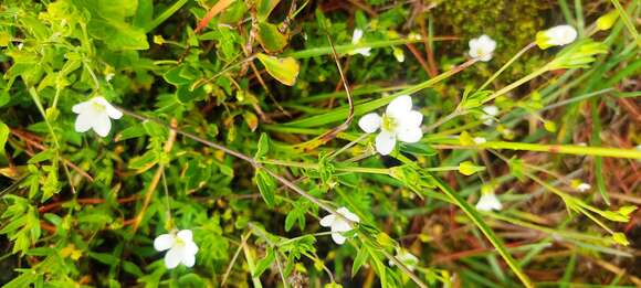 Image of Arenaria soratensis Rohrb.