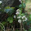 Image of Sanicula lamelligera Hance