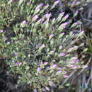 Image of Drosanthemum giffenii (L. Bol.) Schwant. apud Jacobsen