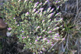 Image of Drosanthemum giffenii (L. Bol.) Schwant. apud Jacobsen