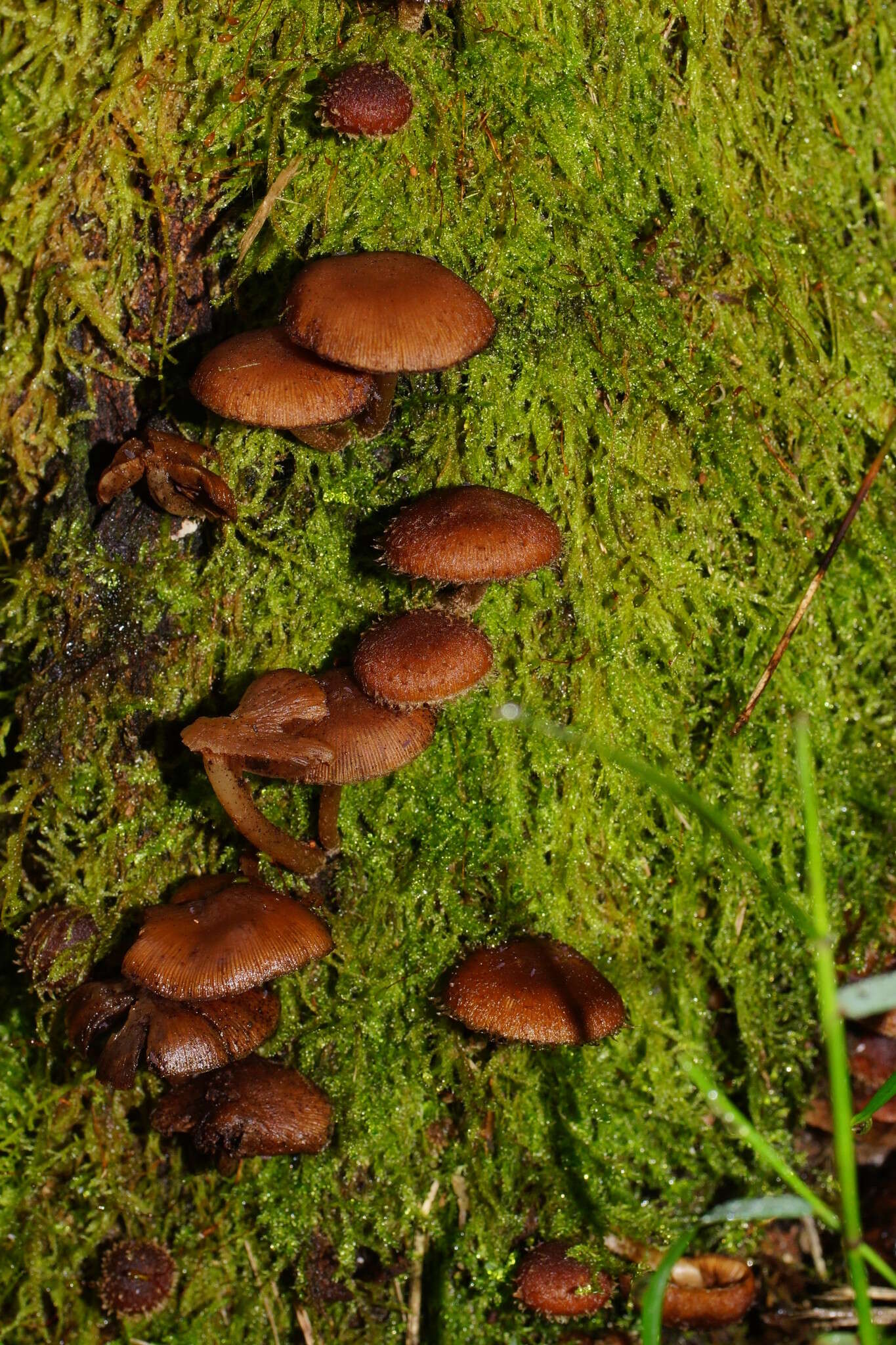 Image of Psathyrella echinata (Cleland) Grgur. 1997