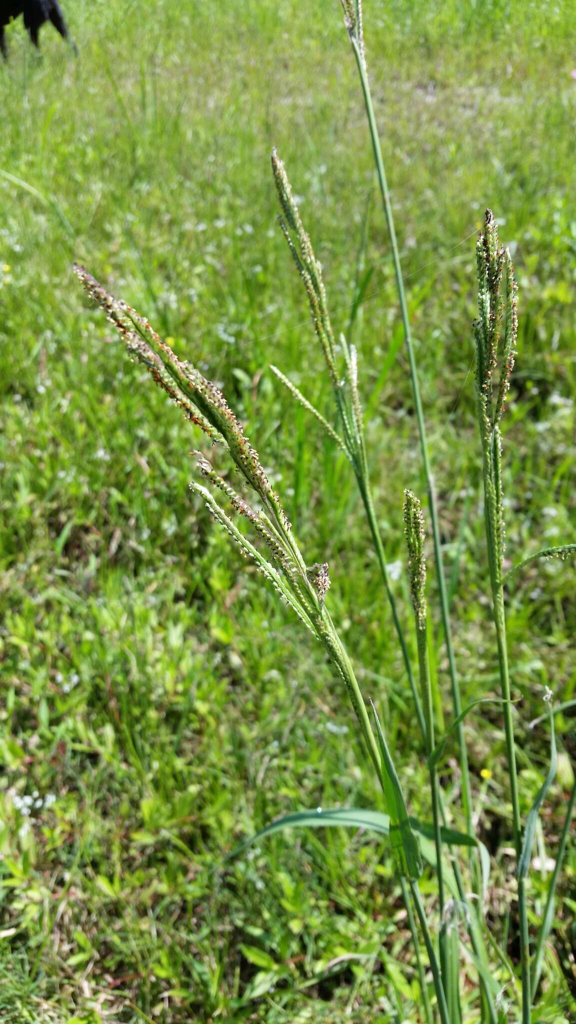 Image de Paspalum urvillei Steud.