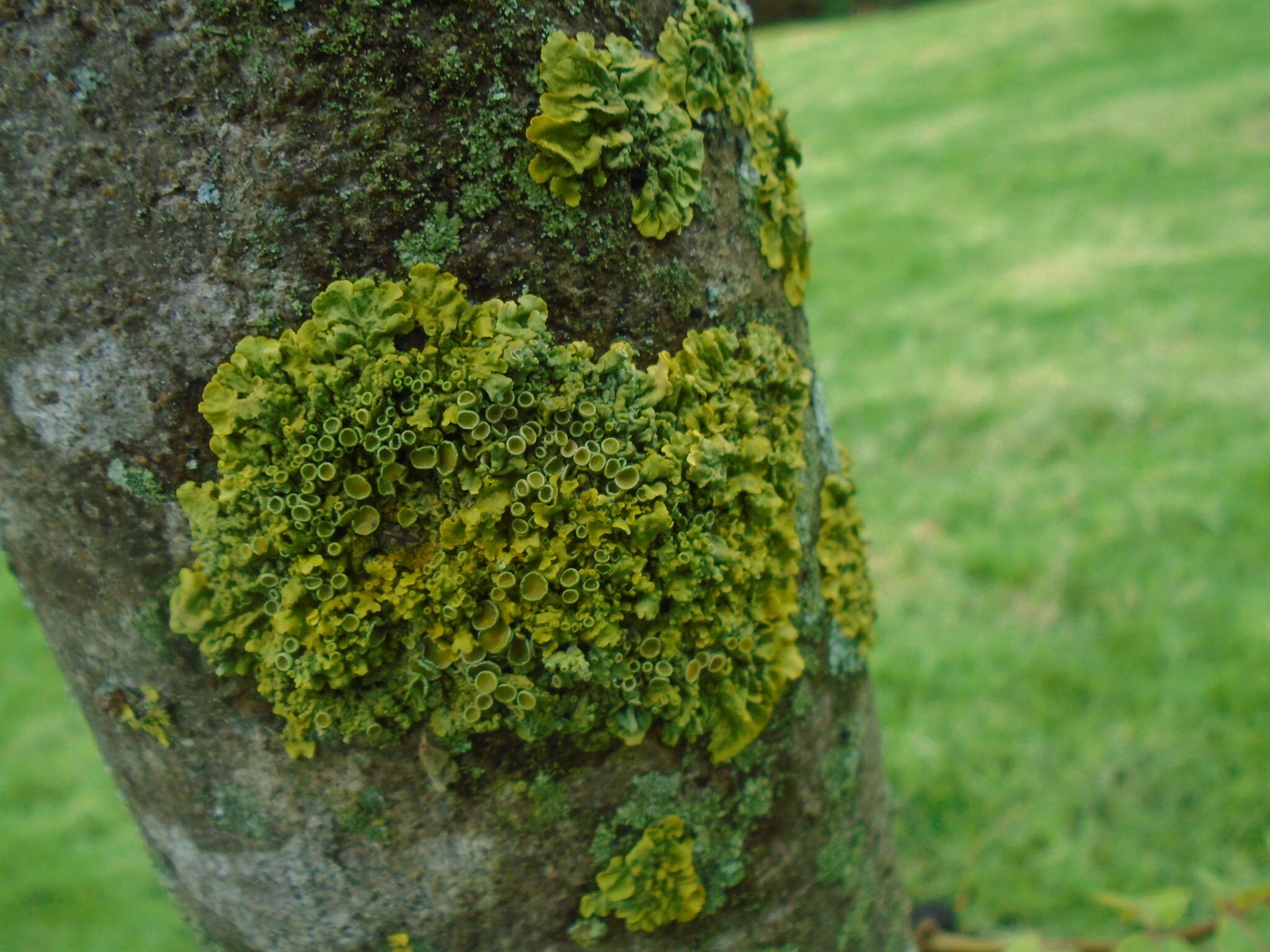 Imagem de Candelaria fibrosa (Fr.) Müll. Arg.