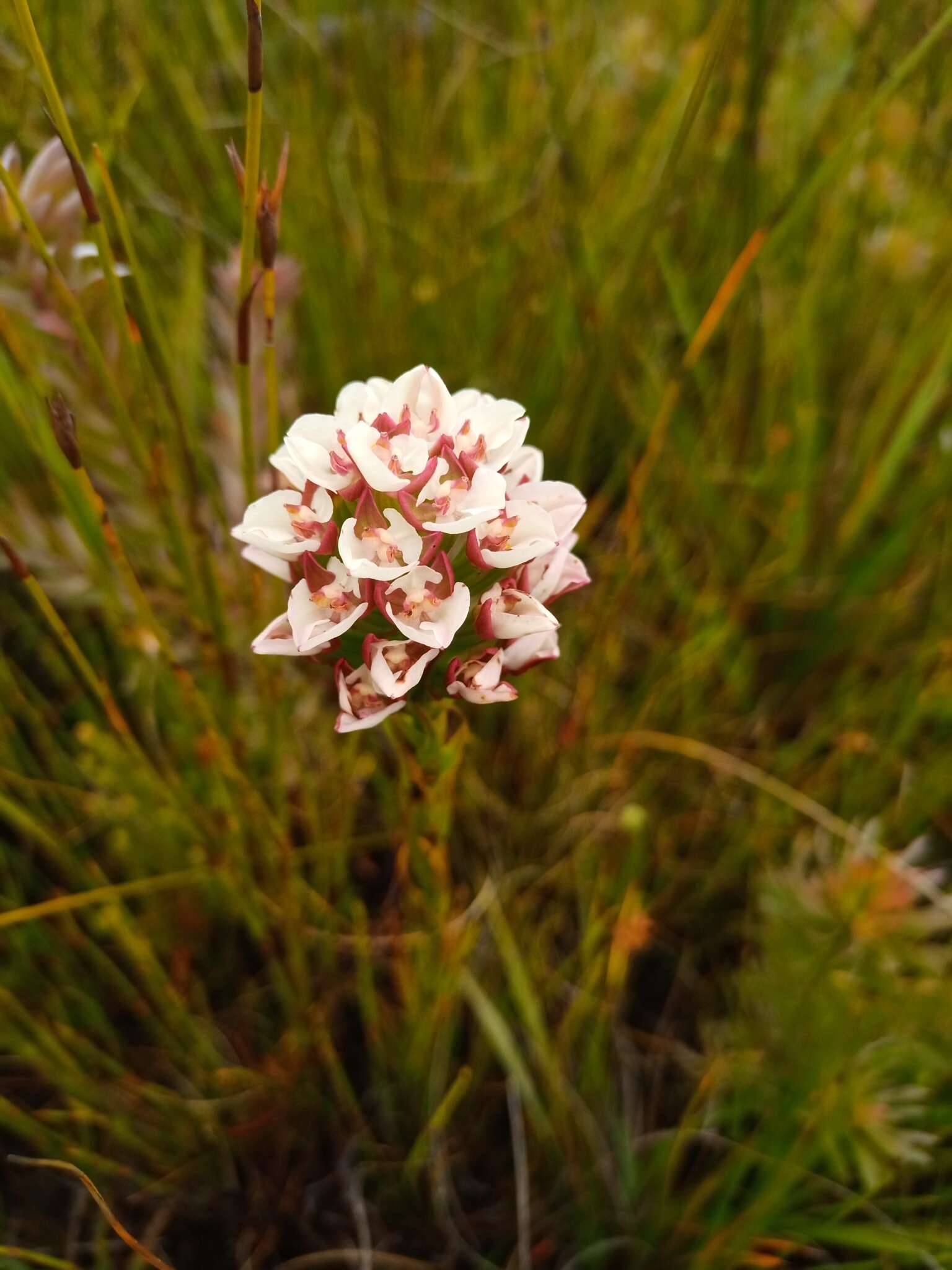 Image of Ceratandra globosa Lindl.