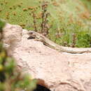 Image of James' Tree Iguana