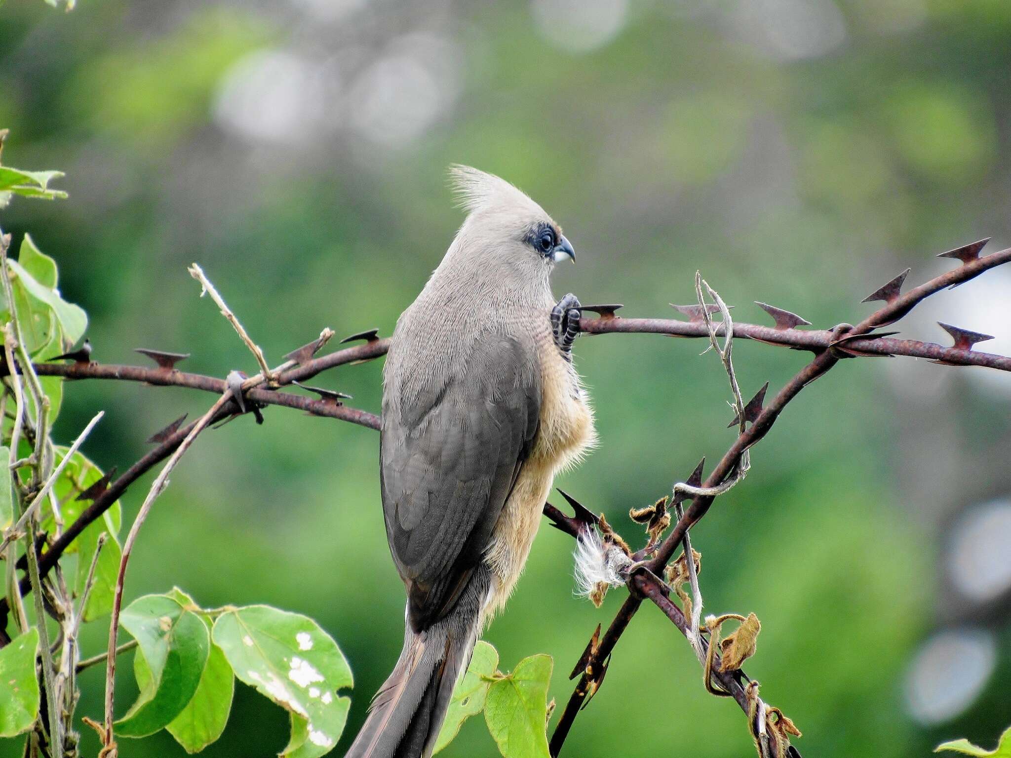 Colius striatus minor Cabanis 1876 resmi