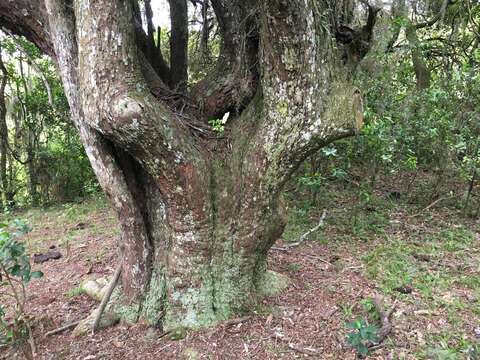 Imagem de Scutia buxifolia Reiss.