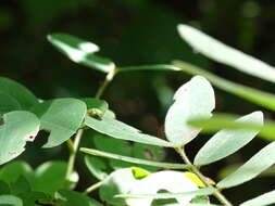 Image of Vanduzea segmentata Fowler