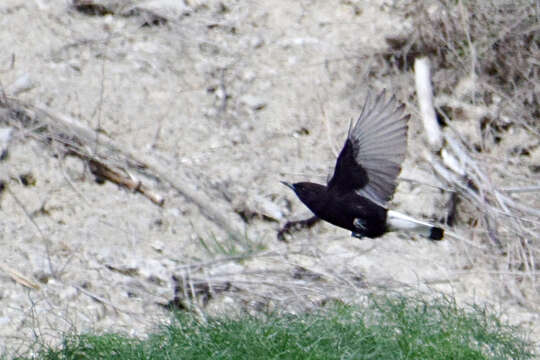 Image of Black Wheatear