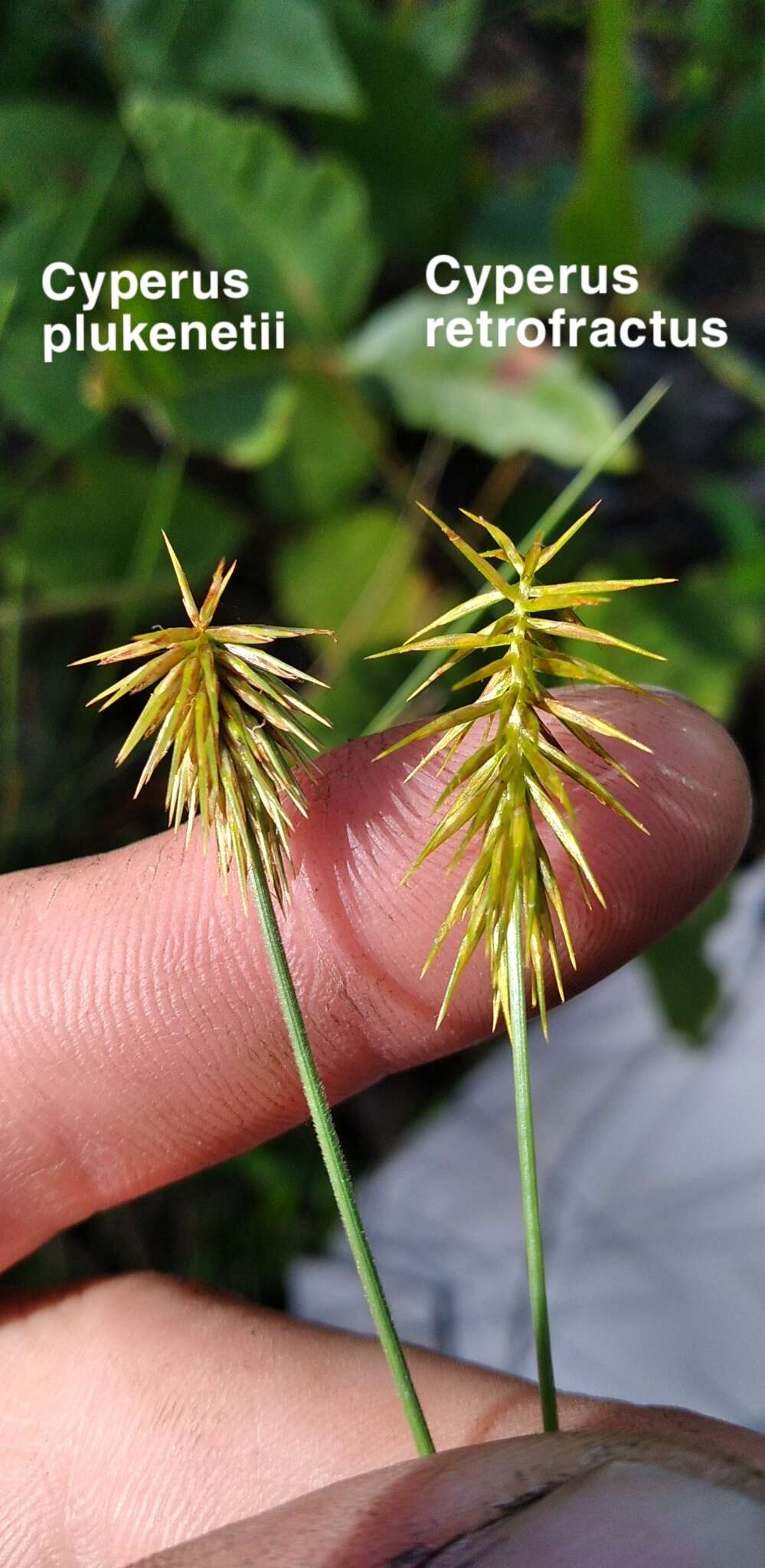 Image of Rough Flat Sedge