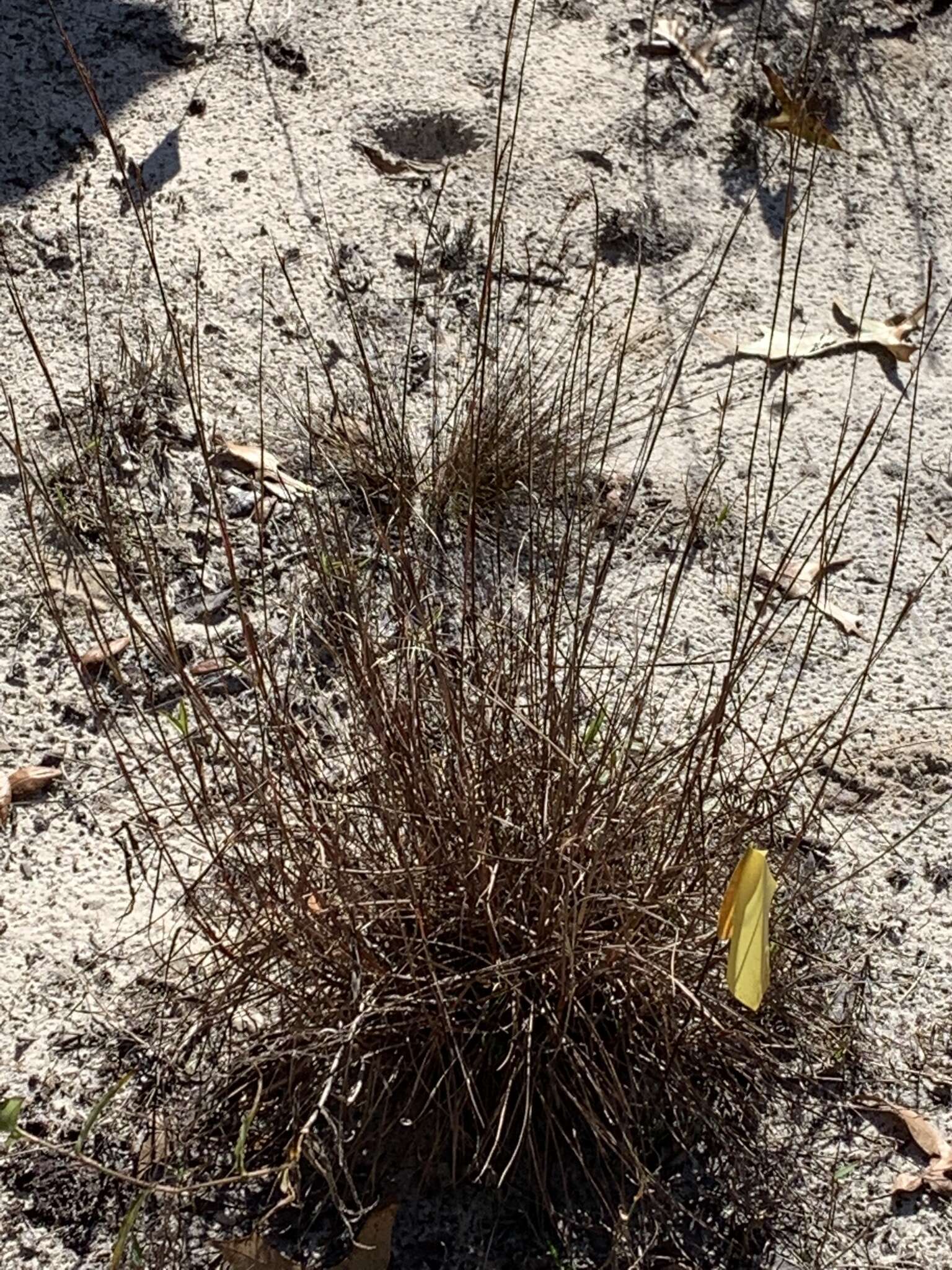 Schizachyrium niveum (Swallen) Gould resmi