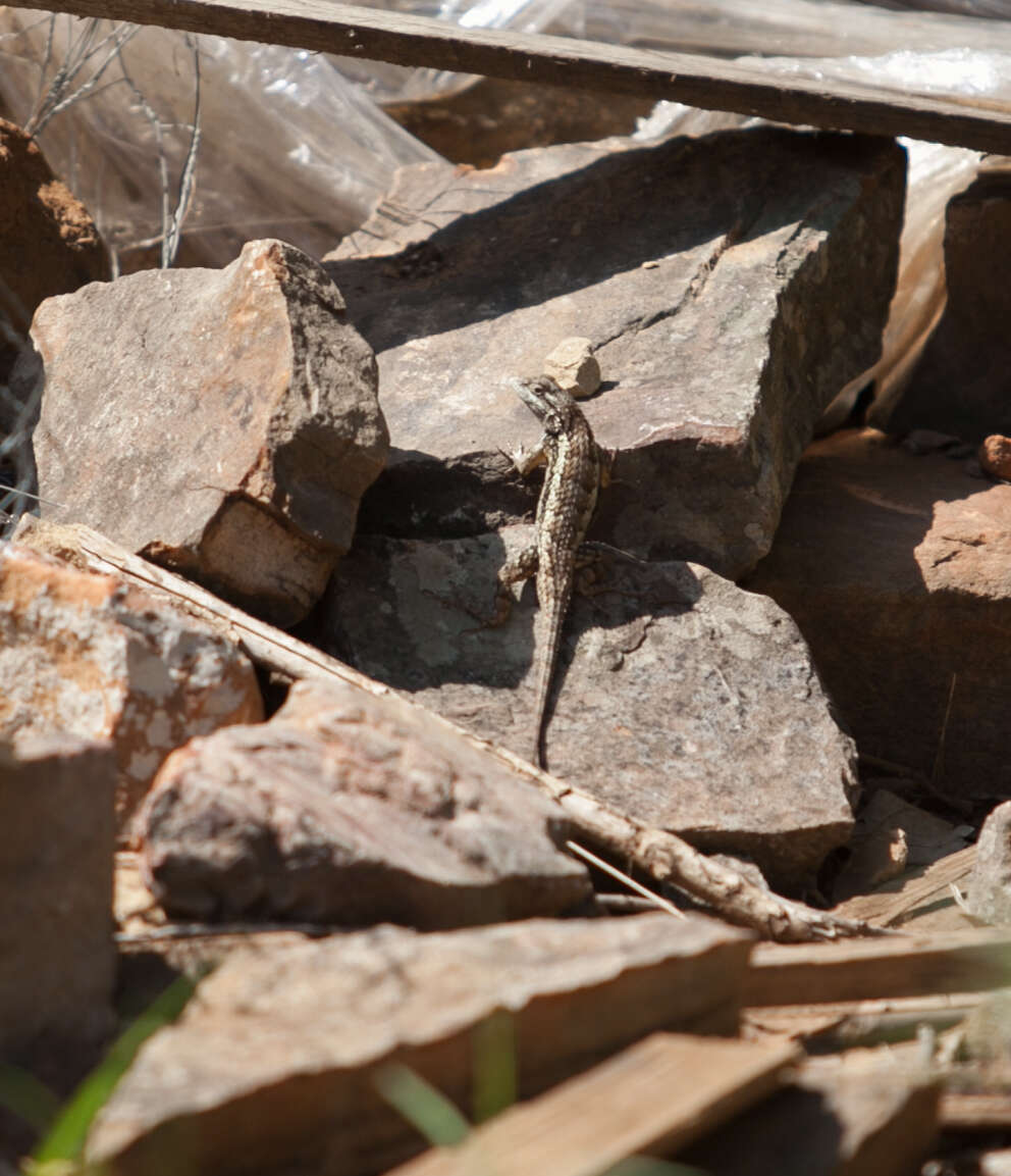 Sivun Sceloporus olivaceus Smith 1934 kuva