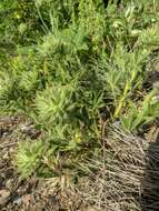 Image of Potentilla astracanica subsp. callieri (Th. Wolf) J. Soják