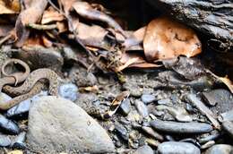 Image of Taiwan Keelback