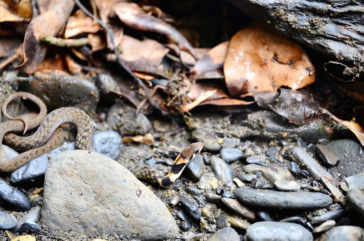 Image of Taiwan Keelback