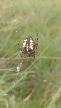 Image of Parawixia undulata (Keyserling 1892)