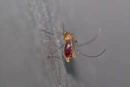 Image of mosquito