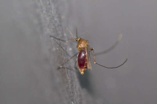 Image of mosquito